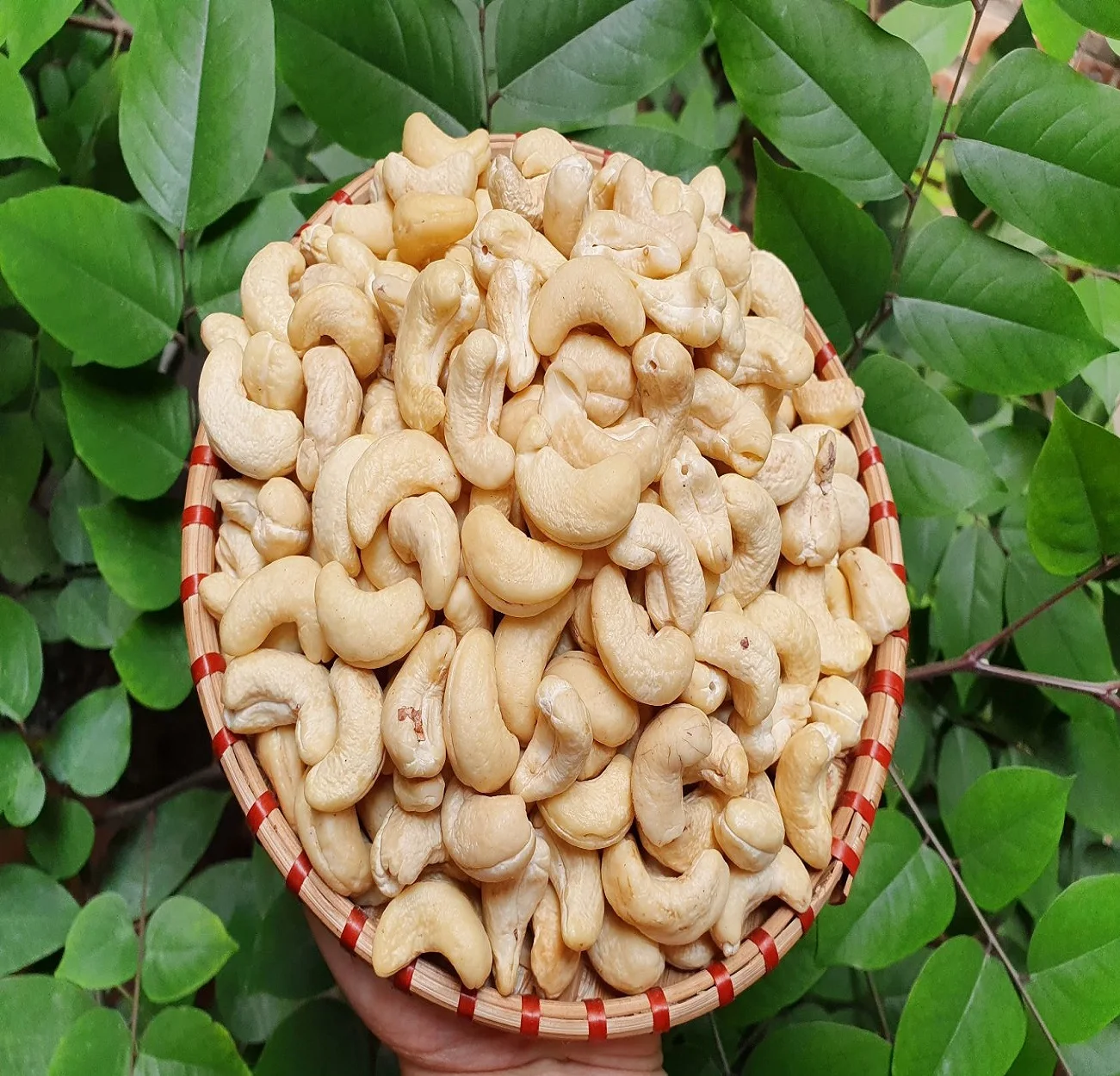 
Raw Cashew Nuts Europe Export 