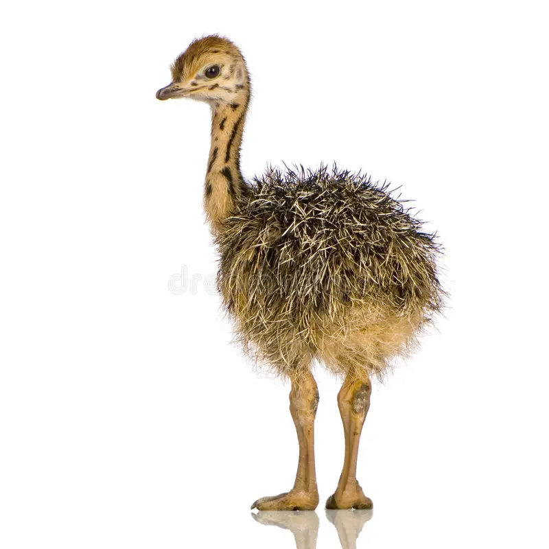 Healthy Ostrich Chicks , Fertilized Eggs,Red and Black neck ostrich chicks /African ostrich chicks