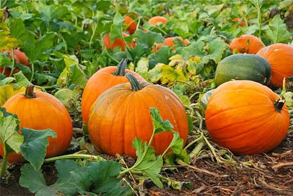VIETNAM FRESH PUMPKINS   THOMAS +84961478592
