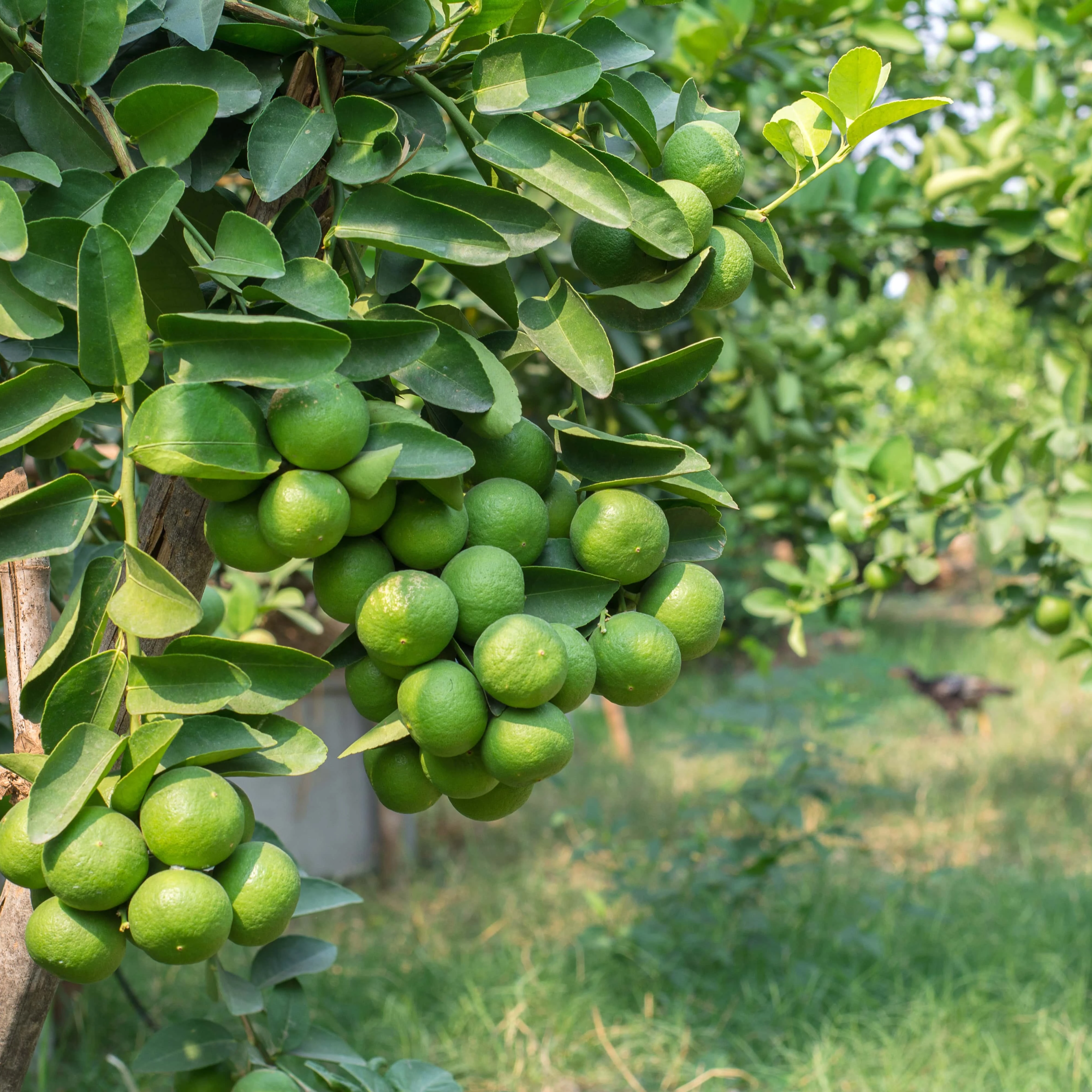 100% Maturity Round Green Seedless Lemon/ Seedless Lime With Sour Flavor To Make Delicious Food and Beverage/Vietnam Green Lemon