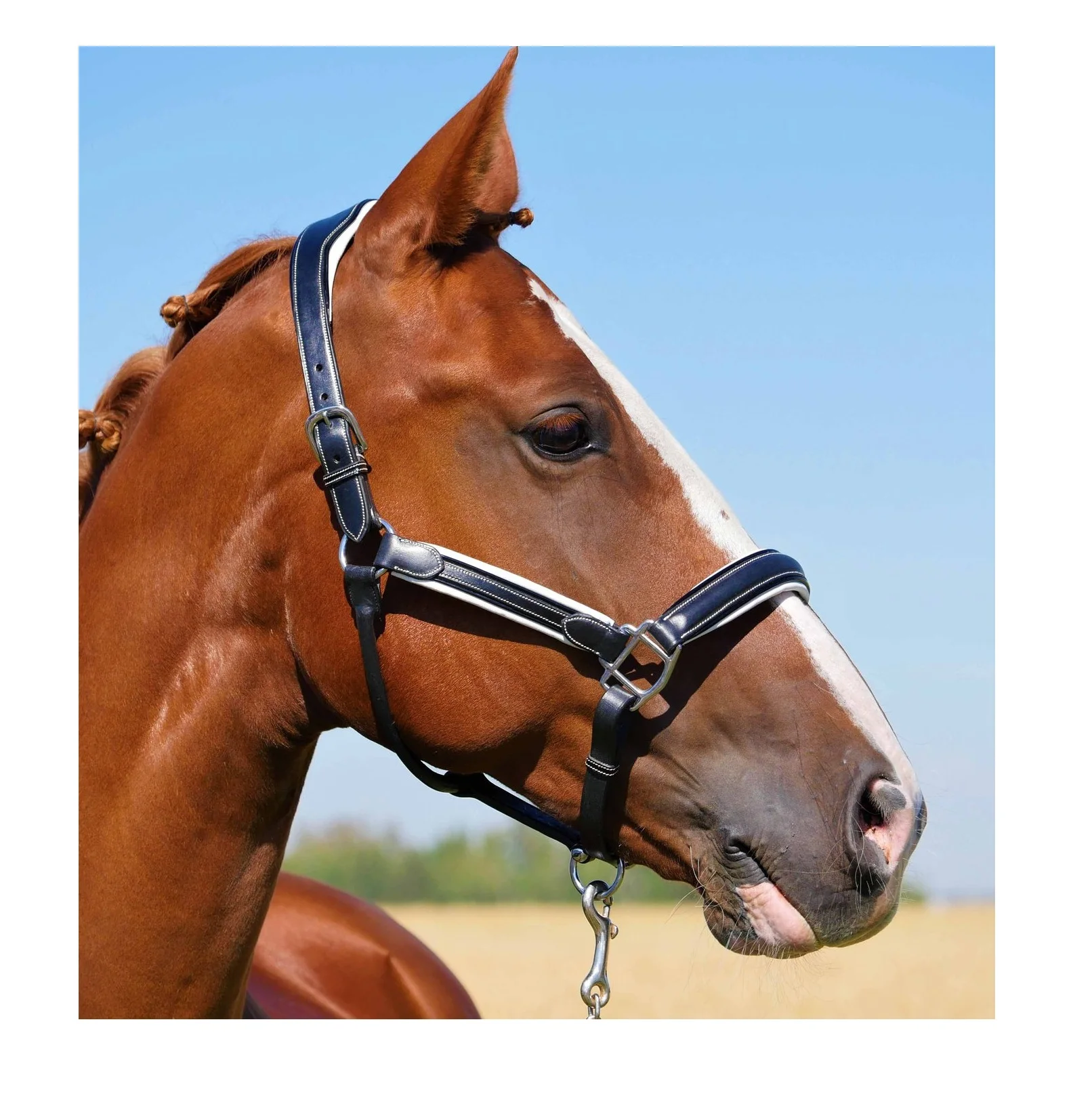 Best Quality Leather Horse Halter on High Quality Indian Leather With Brass Buckles Cow Soft Padding