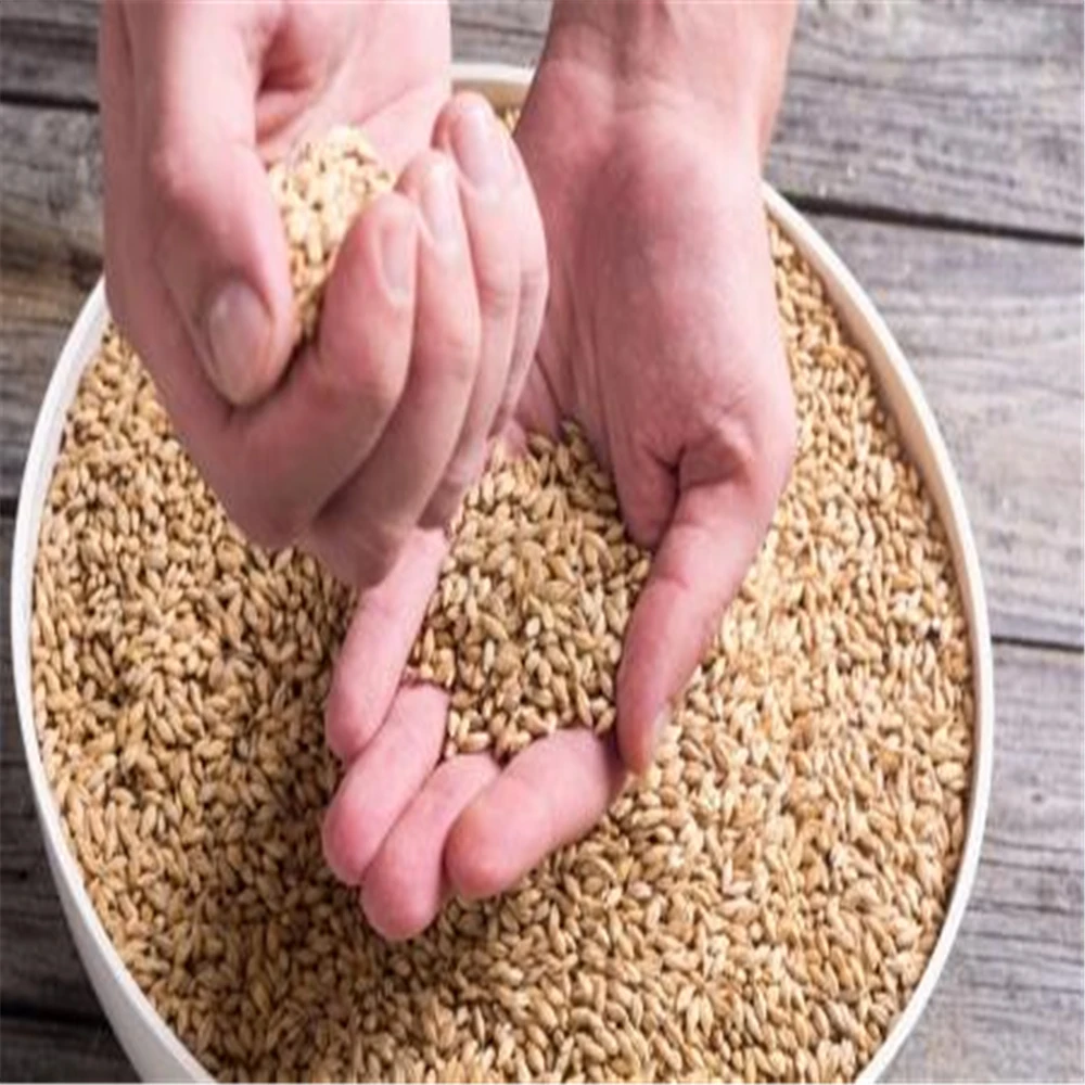 Best Feed Barley grain / Barley Malt grain / Hulled Barley Ready