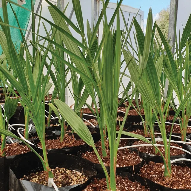 High Temperature Climate Temperature Red Barhi Dates Agri-Horti