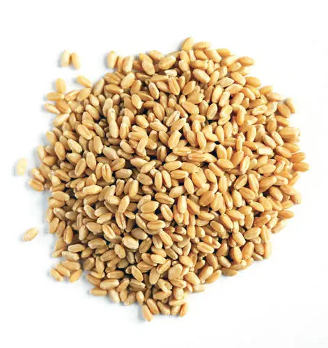 Durum Wheat india