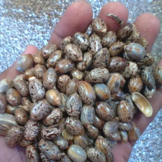 
High quality making oil castor seeds bean international market 