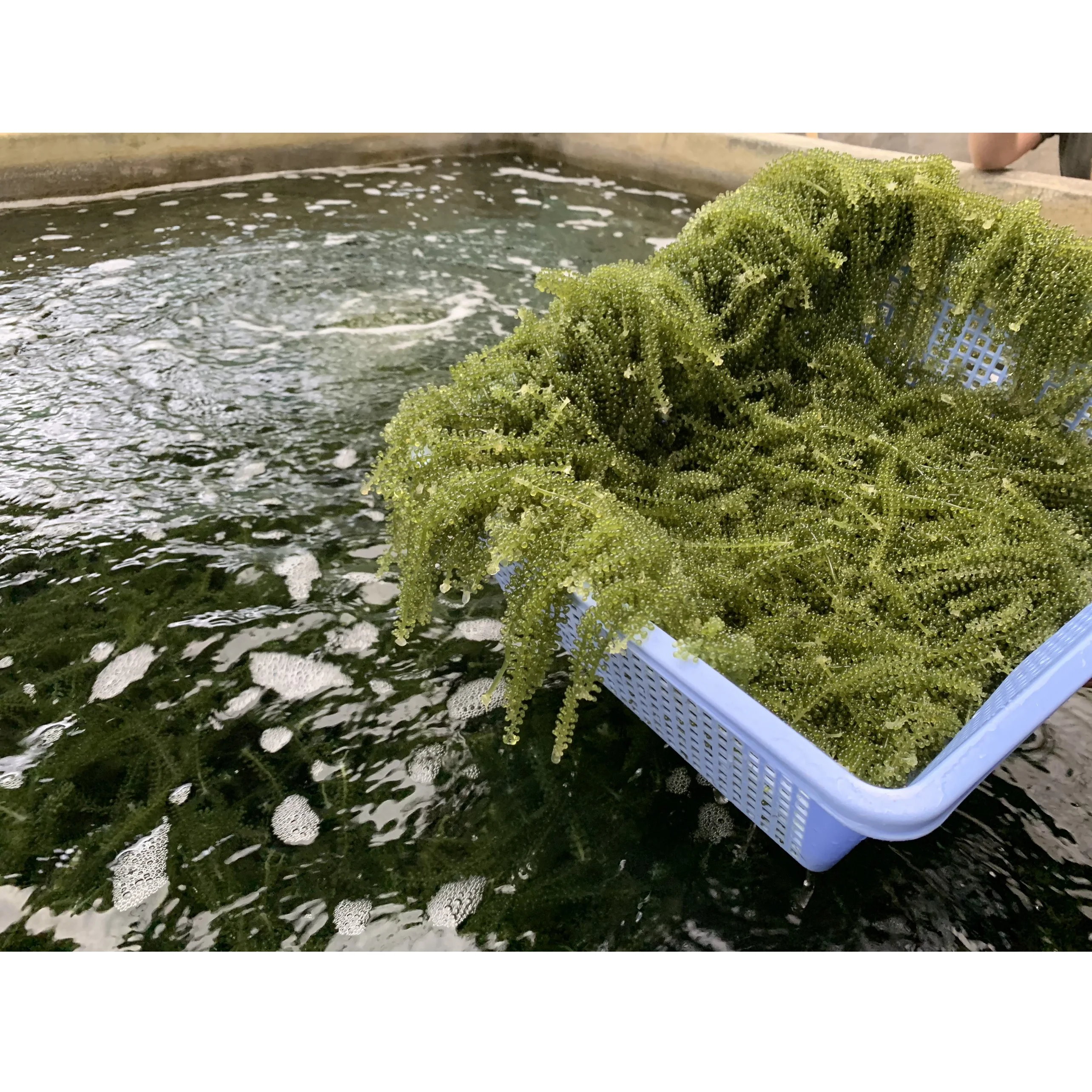 
VLUMI Vegetable Industry Popping Bubble Seeweed Fresh Sea Grapes Healthy Food 