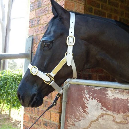 
Полноразмерный Холтер из ПВХ 