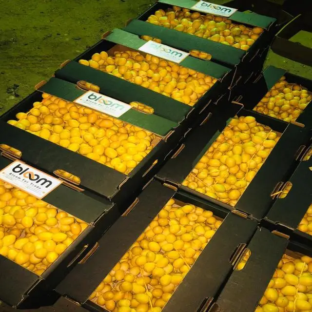 
Best Selling Fresh Date barhi type 