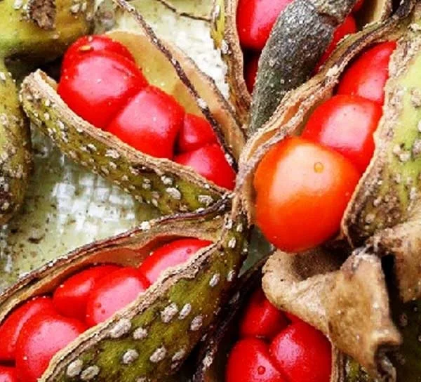 High quality michelia citrata for delicious dish - Whatsapp: +84-845-639-639