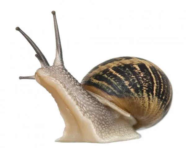 
Helix Pomatia Snail 