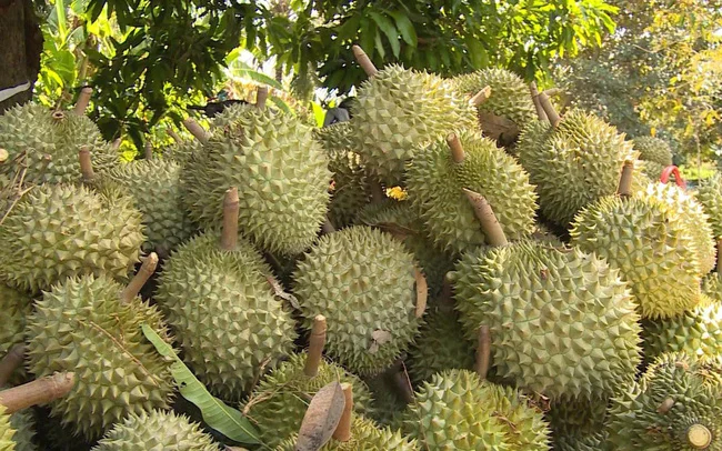 Vietnam Fresh Durian Fruit/ Frozen Fruit - Ms Holiday