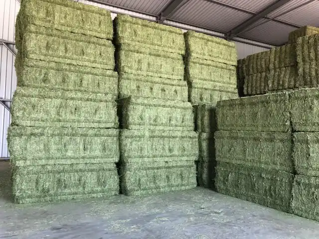 Лучший Альфальфа, специальные цены и доставка для региона залива и арабских стран