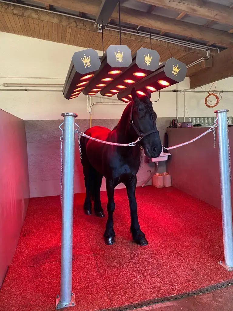 MK Solarium for horses, rehabilitation