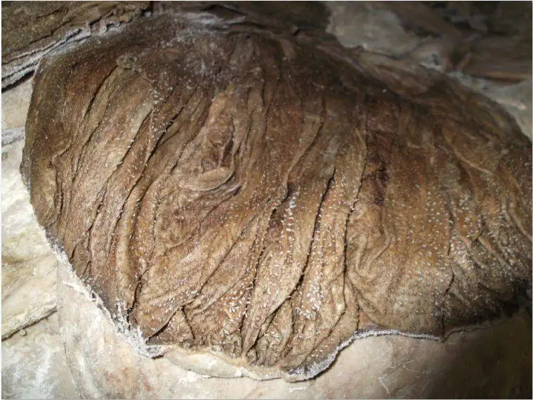 Сухой соленый омасум и замороженная соленая