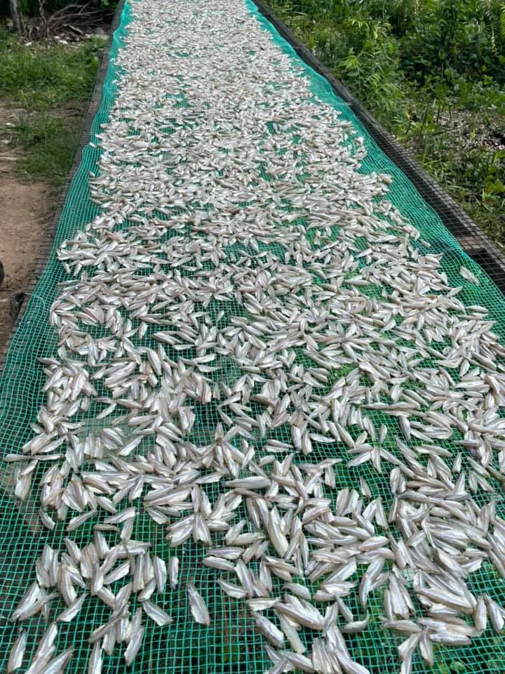 VIETNAMESE SUNDRIED ANCHOVY FISH FROM WITH GOOD PRICE//Sven + 84 966722357