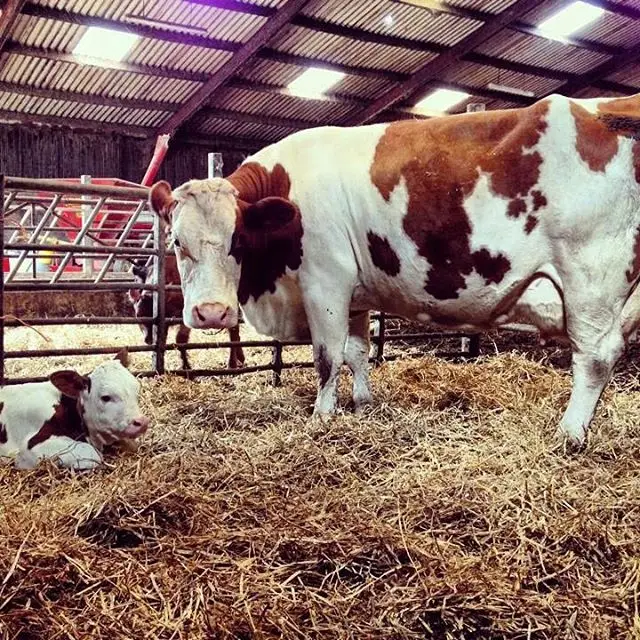 Корова Holstein для производства