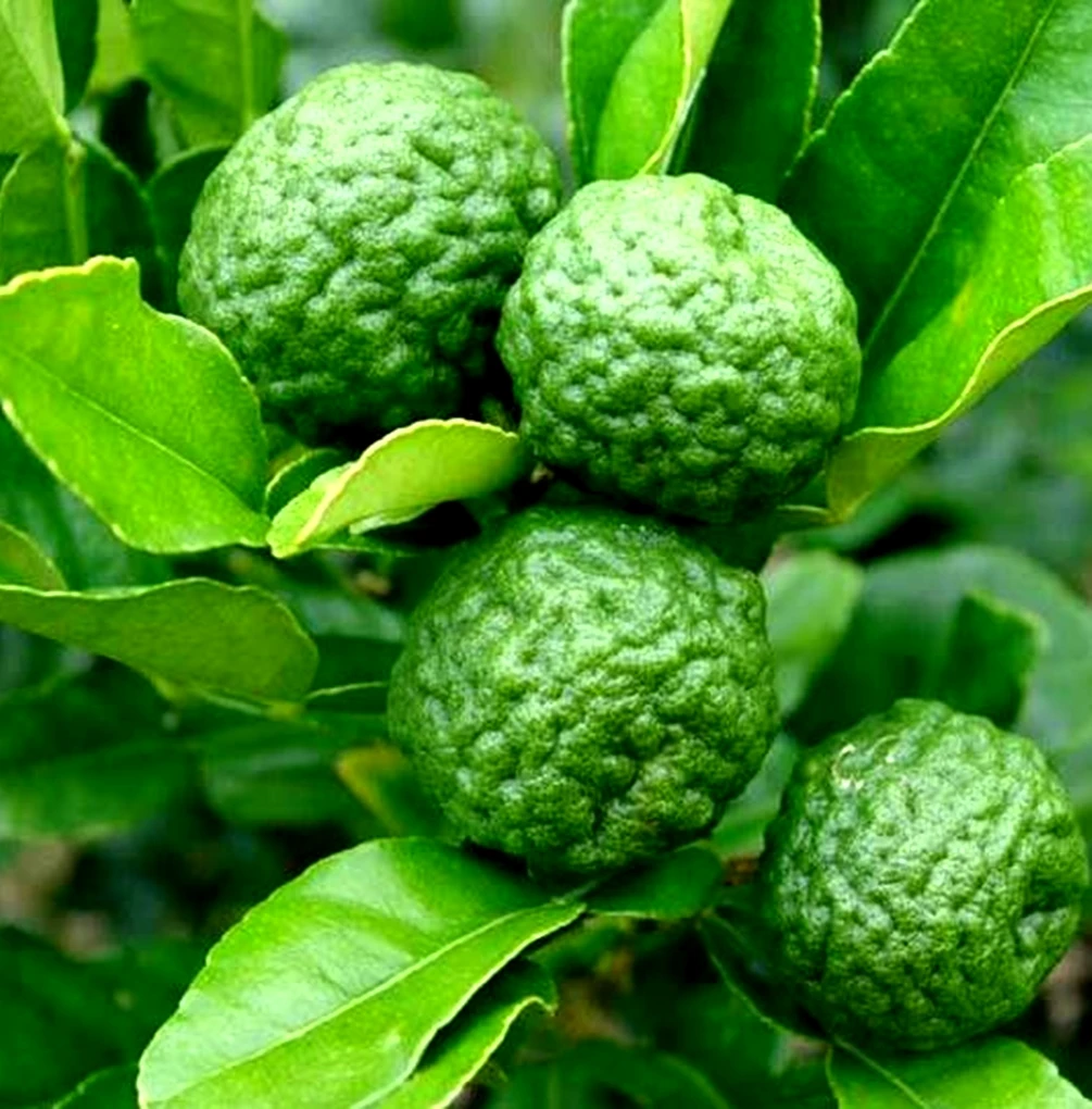 100% Kaffir Lime Leave Powder Premium Gourmet Ingredient for Thai Asian Cuisine Rich Green Color and Extremely Aromatic Premium
