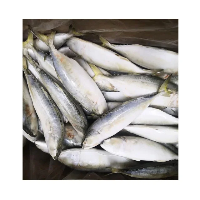 Mackerel Fish 6.jpg