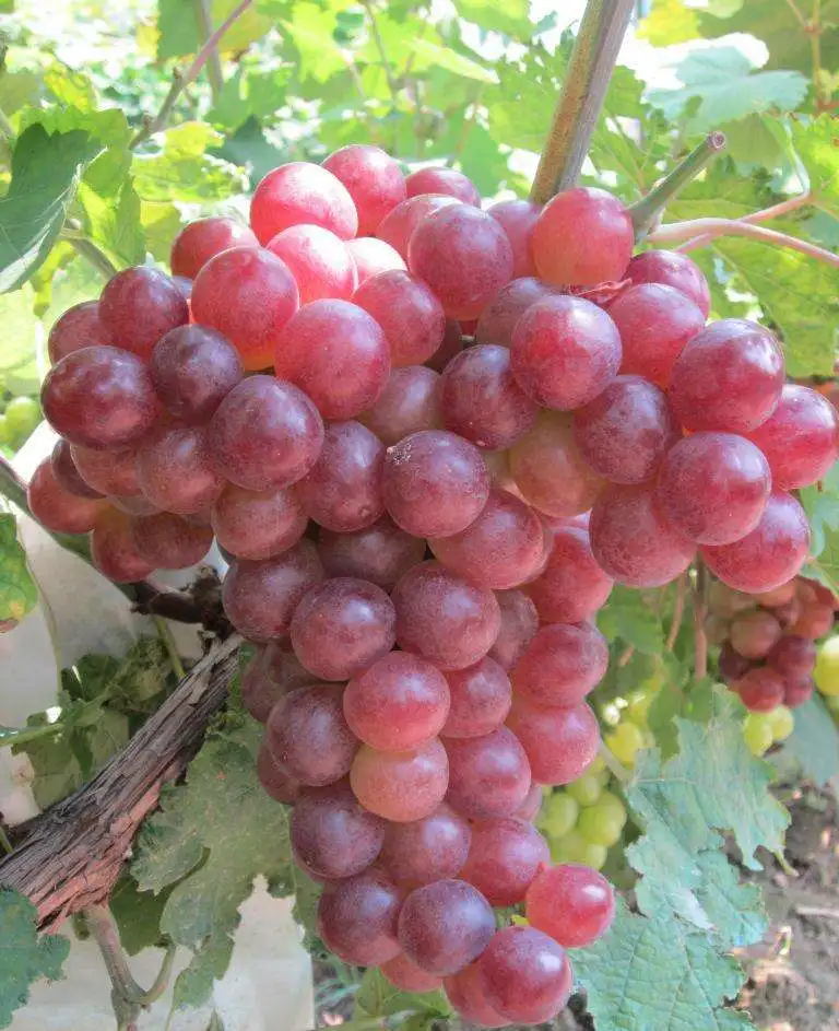 Fresh Grapes red seedless grapes, green table grape growers 2022