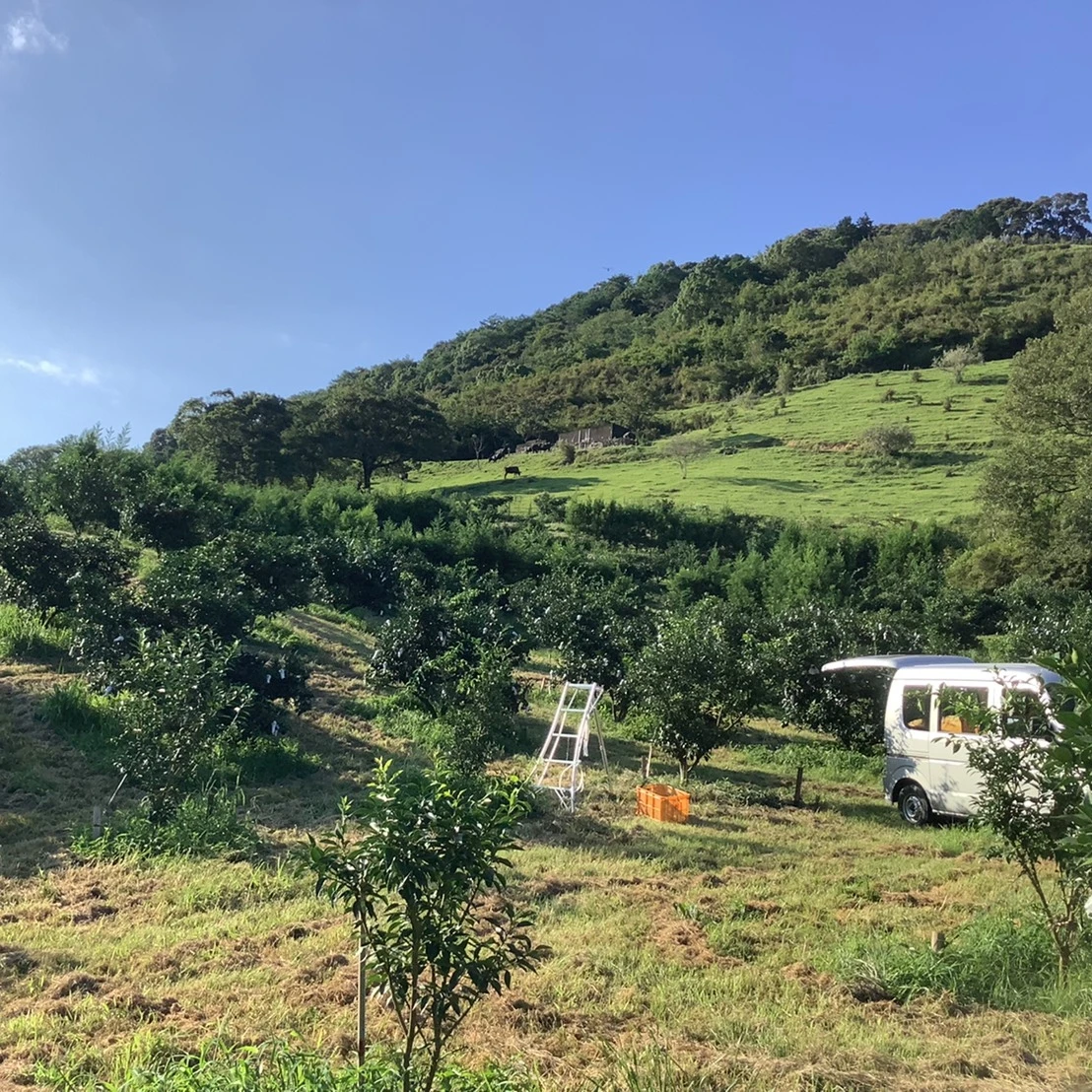 Замороженная зеленая кожура YUZU