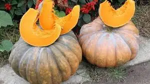 Natural pumpkin, factory price/ Jasmine +84 896679047