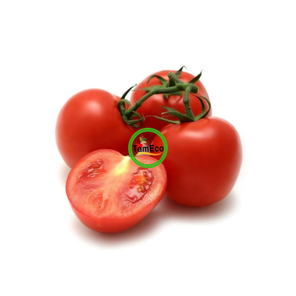 Natural Healthy And Clean Agriculture Vegetables High Grade Viet Gap Standard Roma Organic Red Tomatoes