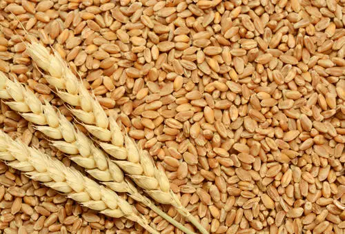 
Wheat Seeds/Wheat Flour/ Wheat Grain 