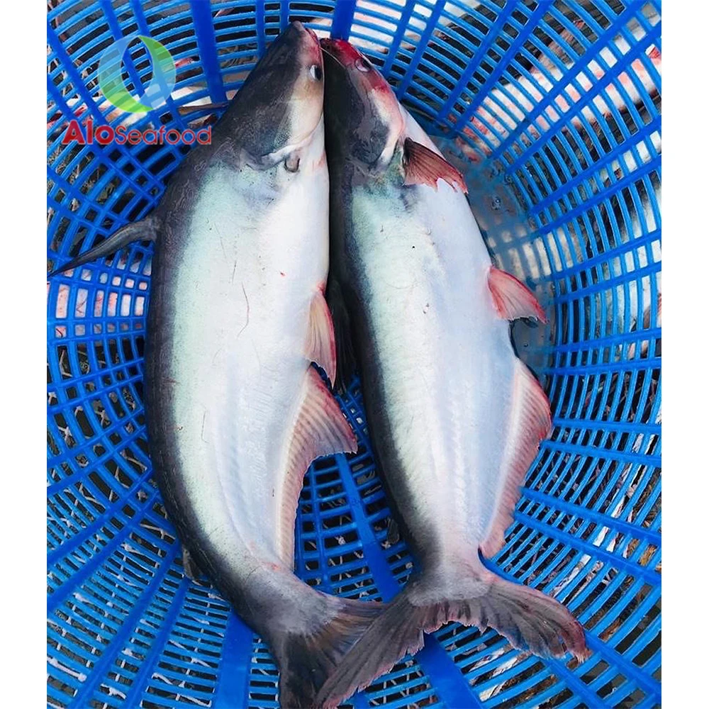 Wholesale 100% Frozen Pangasius Fish with best quality from Vietnam