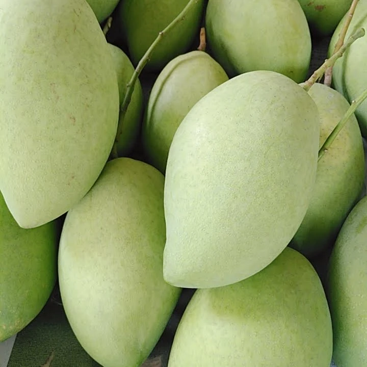 Have GAP Certification Best Price The Top Recommend For High Fresh Green Mango Shipping From Vietnam