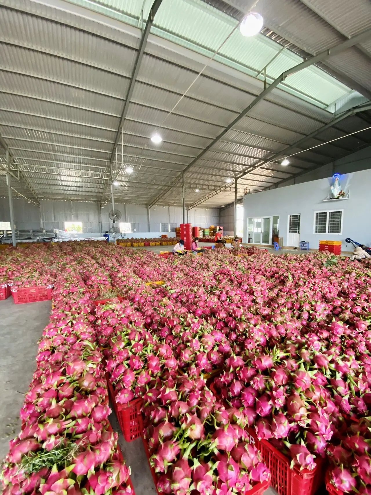 Fresh Dragon Fruit from Vietnam / Vietnamese agricultural products / Nutritious fruits