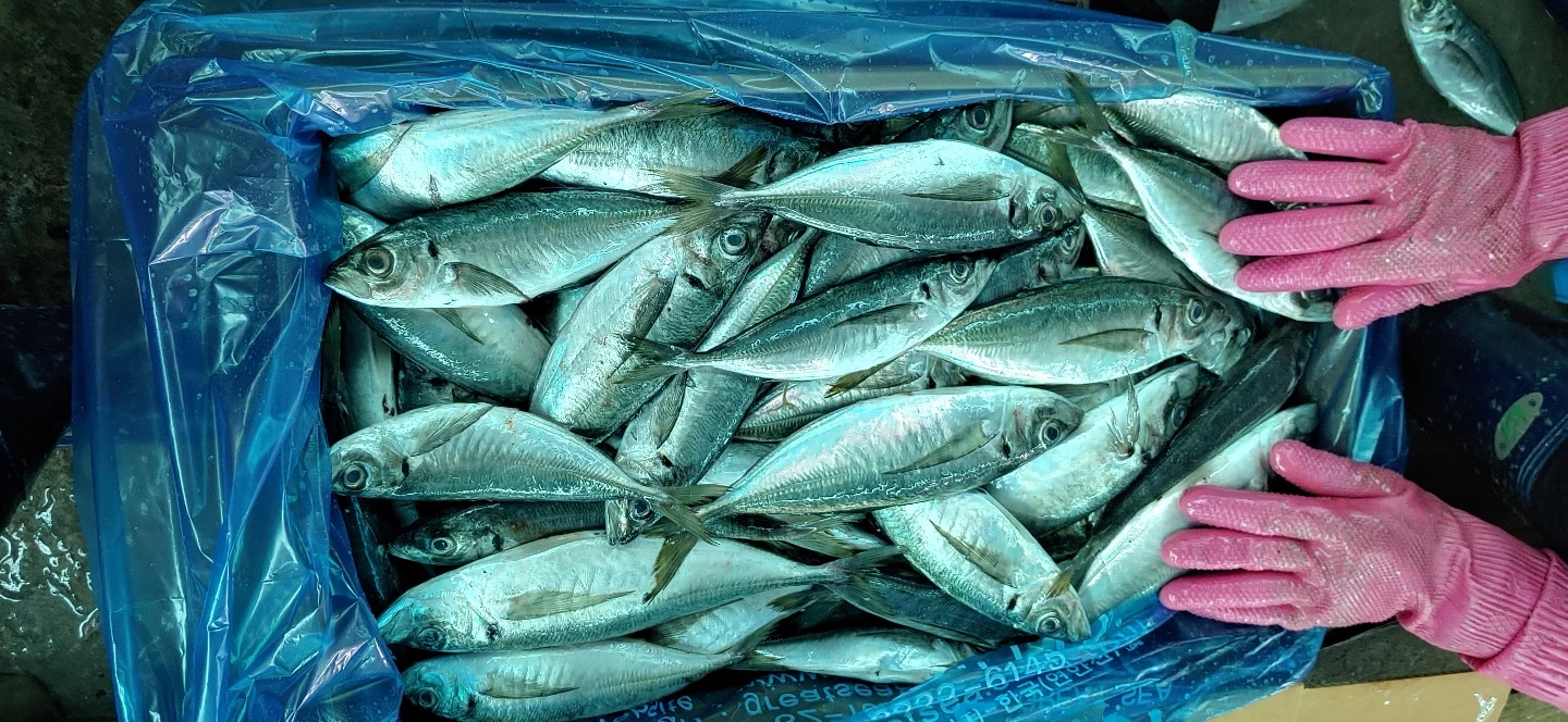 FACTORY SALE HIGH QUALITY FROZEN HORSE MACKEREL