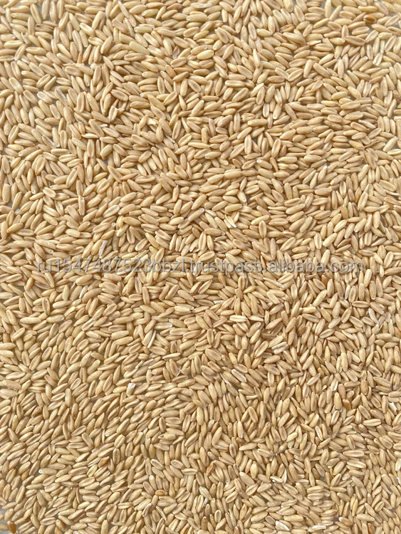 Good quality natural non-GMO oat groats shipped in 25kg bags, product of Russia, oats groats hot sale