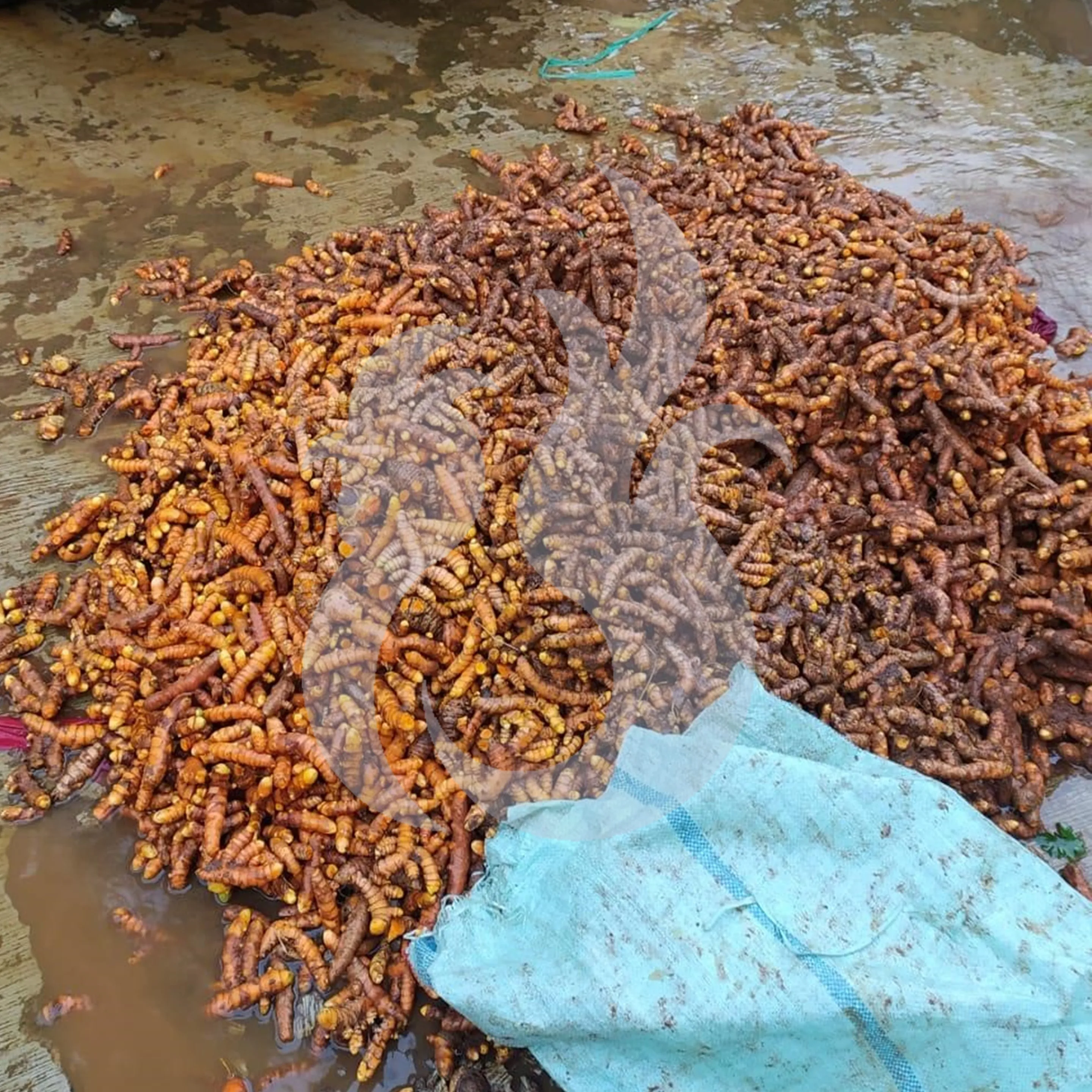 
Best Dry Turmeric Spices From Indonesia 