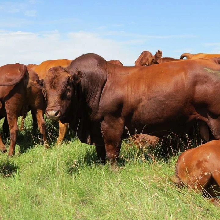 
Fattening Beef Bulls/Hereford /Charolais /Limousin /Belgian Blue for Export 