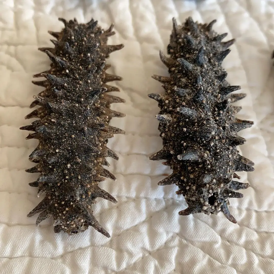 
Certified Dried Sea Cucumber 2020 