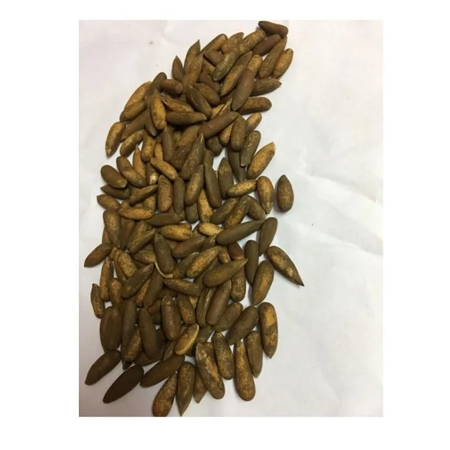 Pine Nuts Chola Superfoods Cost Effective Pine Nuts Ideal Product  pine nut kernels Great Quality CSF/PINU/2022-2023