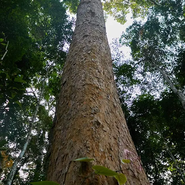 Azobe/Ekki for solidwood table from Gabon