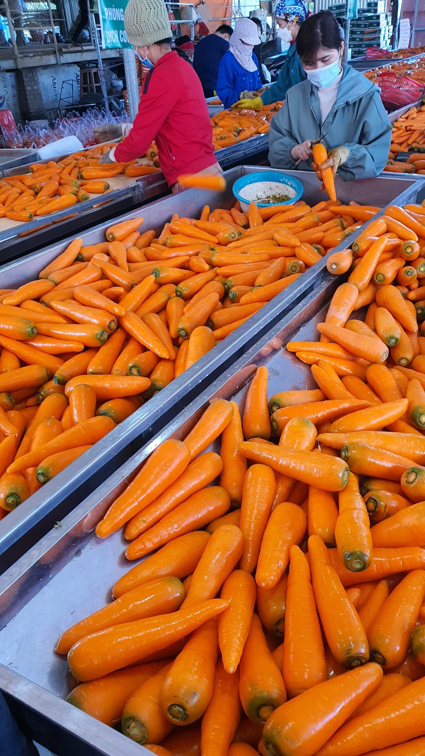 Vietnam fresh carrot