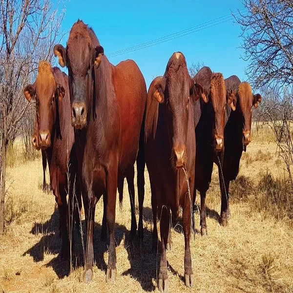 Red Brangus cow