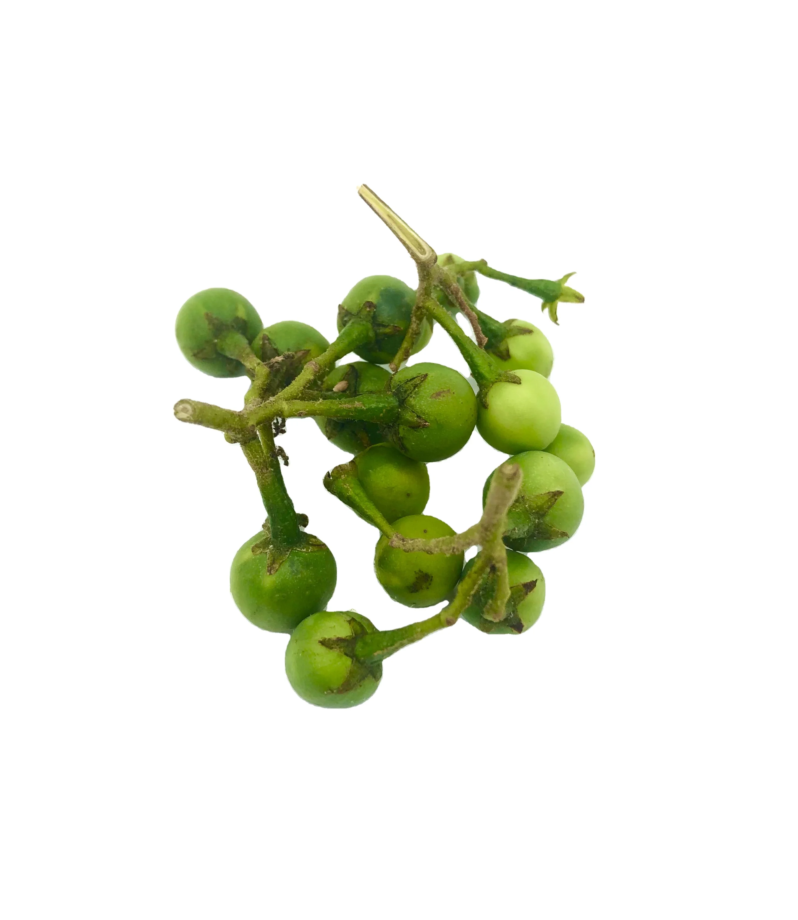 High Premium Quality Export Standard Fresh Vegetable Green Pea Eggplant for Sale