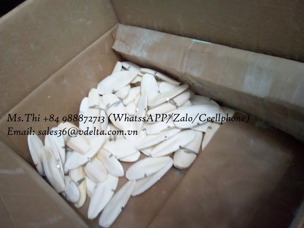 
DRIED CUTTLE FISH BONE/ SEAFOOD WITH THE BEST PRICE/Ms.Thi Nguyen +84 988872713 