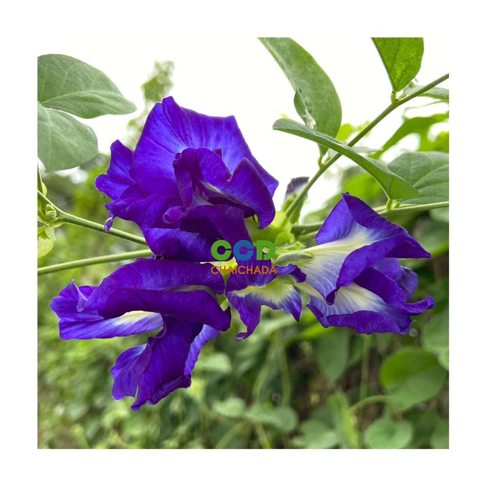 Dried Flower Tea butterfly pea Extract Wholesale Good Price 100% Dried Butterfly Pea for tea Slimming Tea