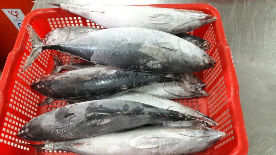 Frozen Bonito Tuna Fish Whole Round From Vietnam Cheap Price- Whatsapp 0084 989 322 607