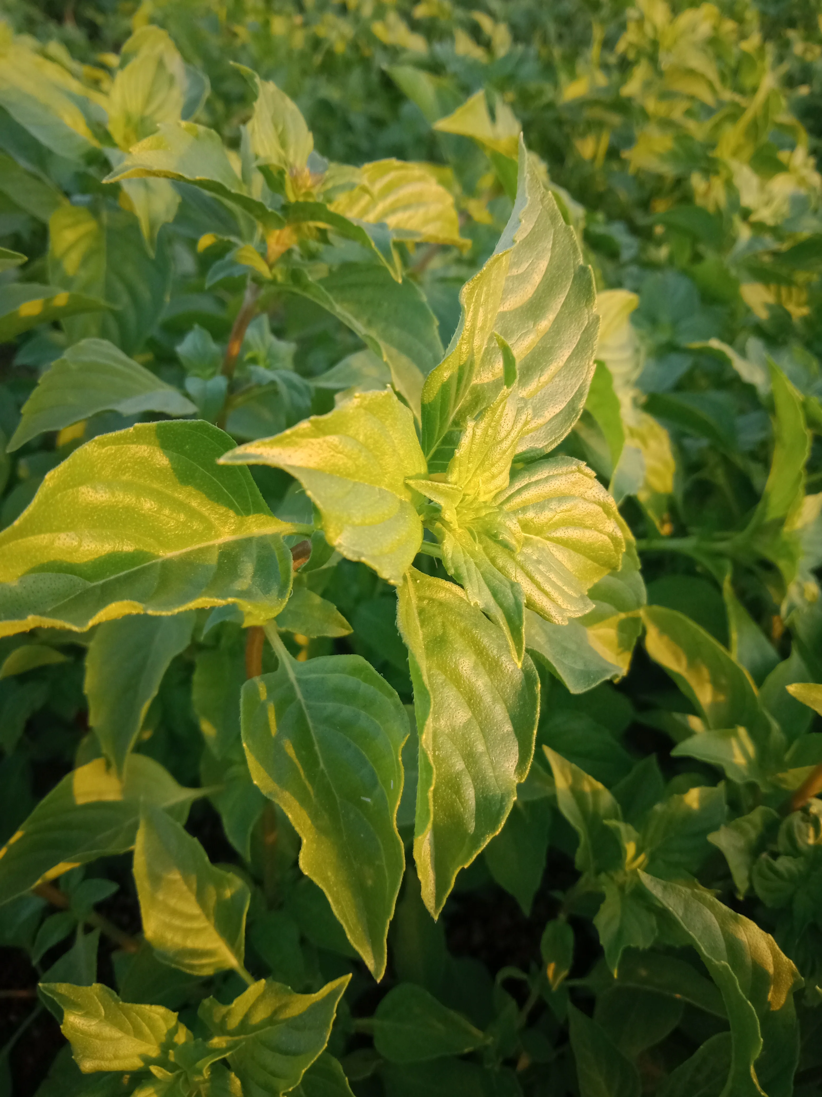 Высококачественные листья базилика Сухие Органические сушеные оптом