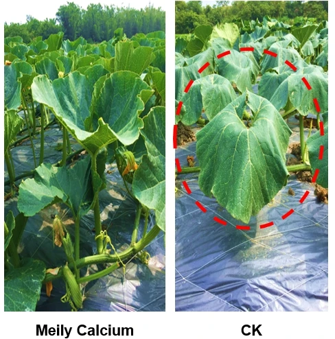 Высококачественное нано-бустерное жидкое удобрение кальция для апельсинового сельскохозяйственного удобрения