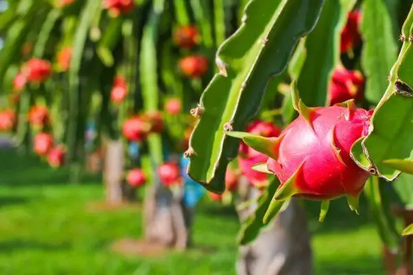  Дешевая цена Pitahaya Вьетнам/свежие фрукты дракона/оптовая продажа фруктов Pitaya