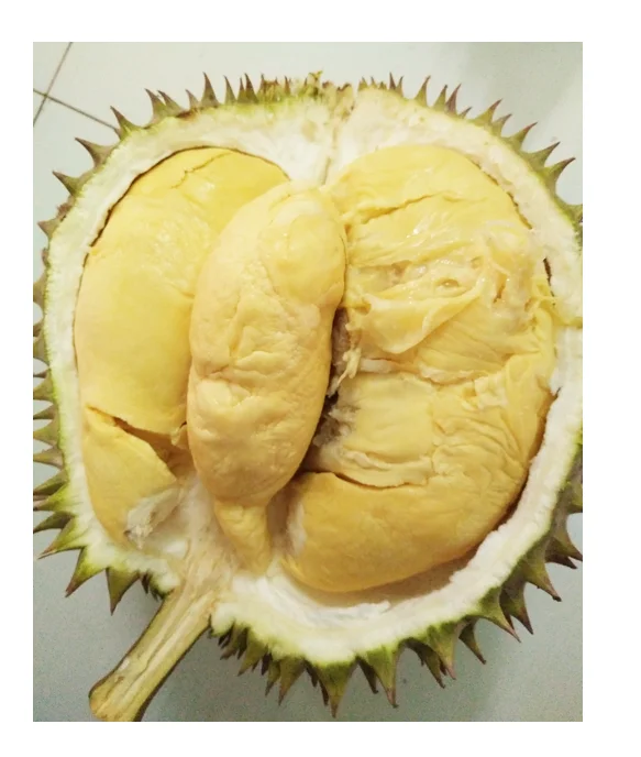 2021 Wholesale Fresh Durian Best Price High Quality for EU market Bio clean Global Gap in Vietnam Free Tax