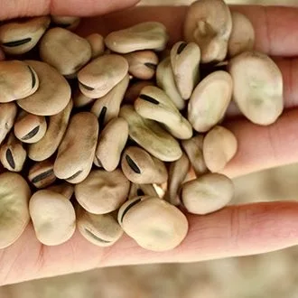 Сушеные Широкие бобы