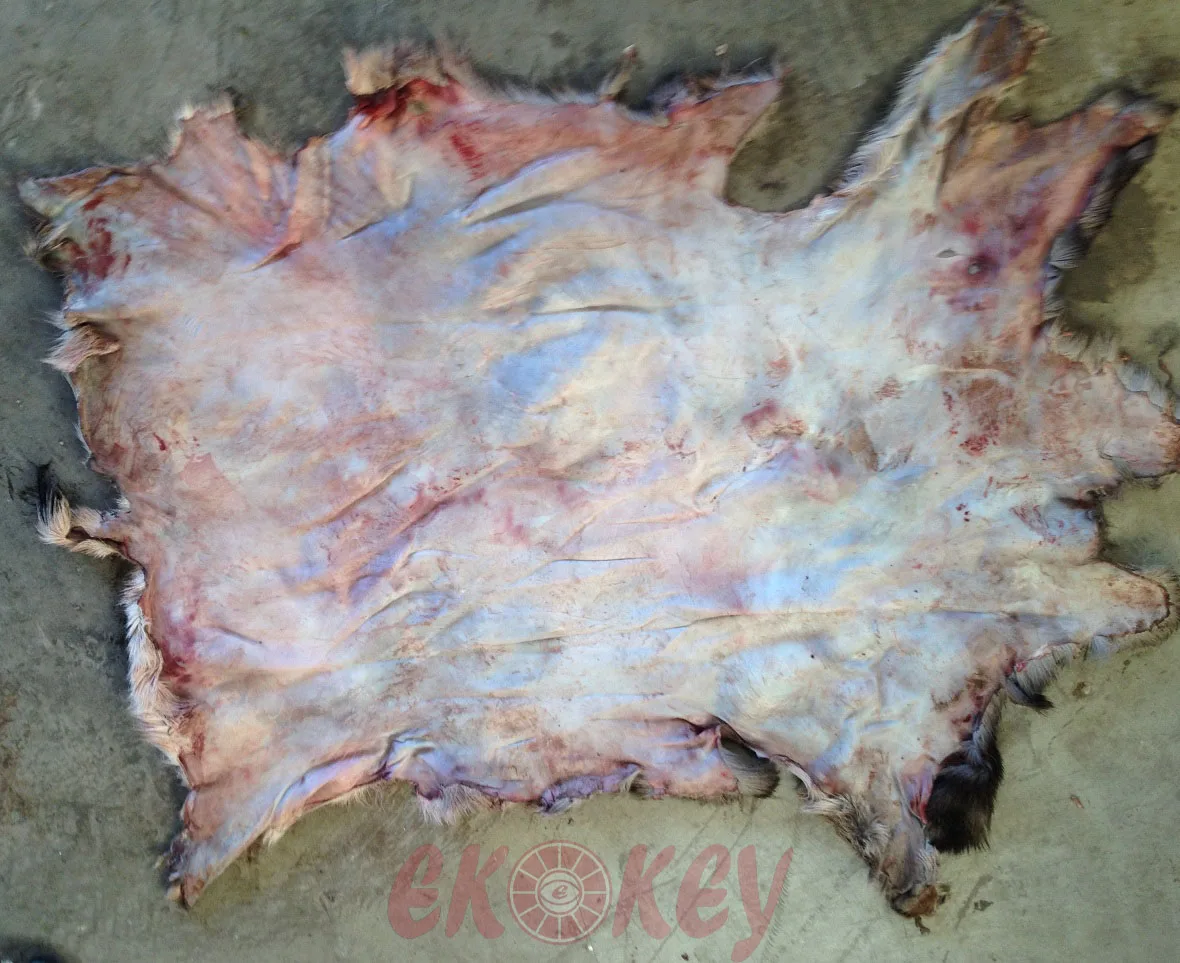 FRESH PROCESSING DRIED BEEF LEATHER HIGH QUALITY BEEF LEATHER ORIGIN MONTENEGRO