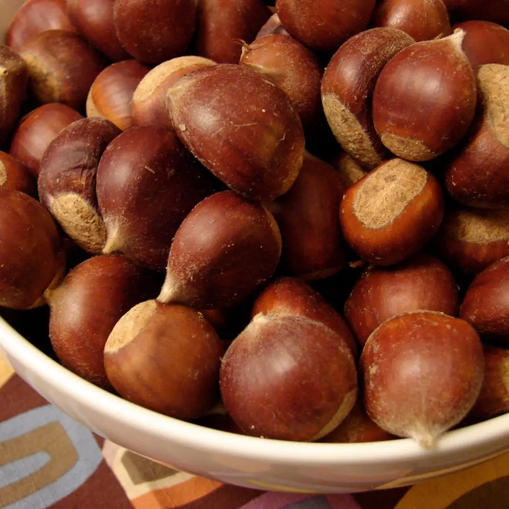 Buy Quality chest nuts today